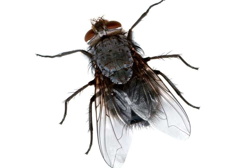 Cryonite (Freezing) Treatment for Bed Bugs